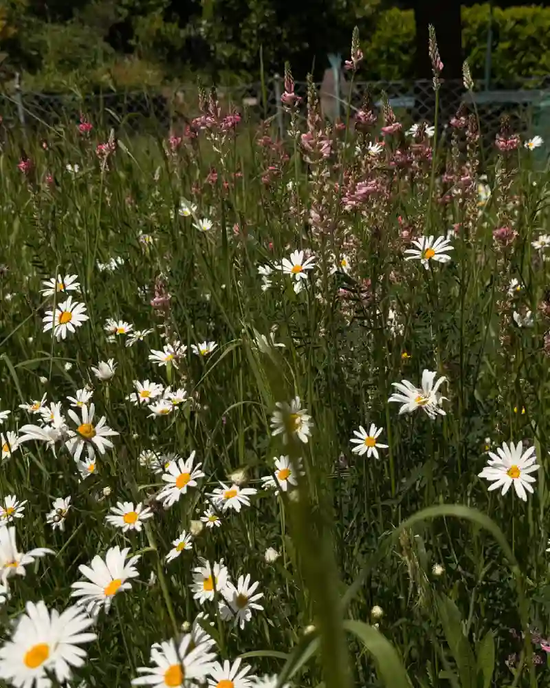 Aménagement biodiversité au jardin — Leclerc Paysage Genève
