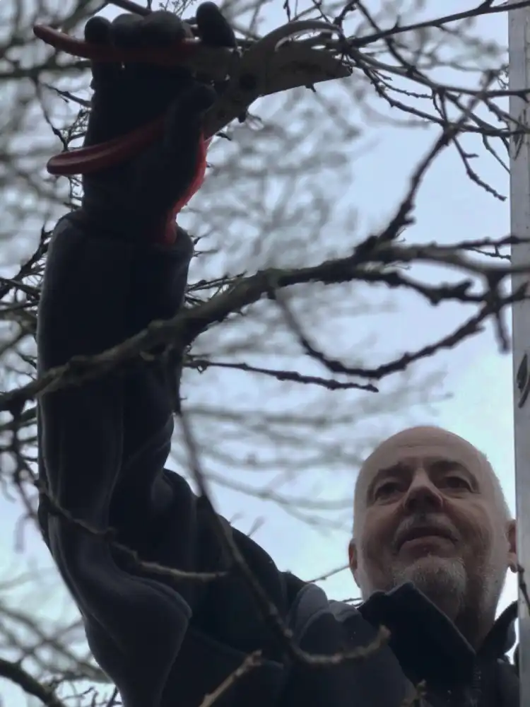 Taille raisonnée d'un arbre fruitier — Leclerc Paysage